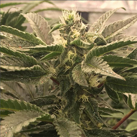 pic-12